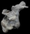Stegosaurus Cervical Vertebra On Stand - Colorado #36084-7
